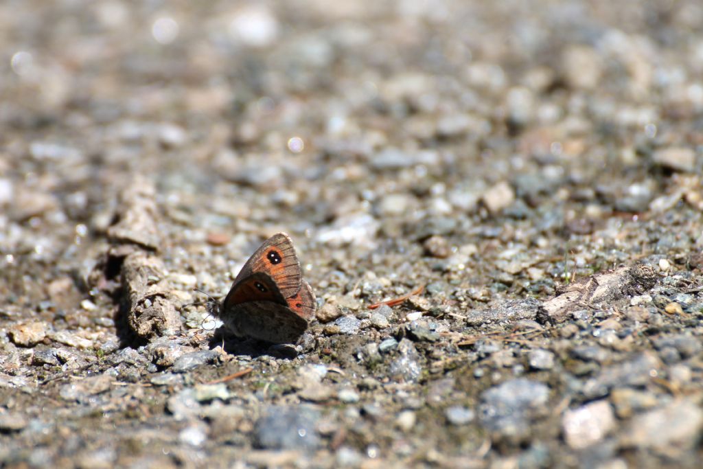 Erebia cassioides? S